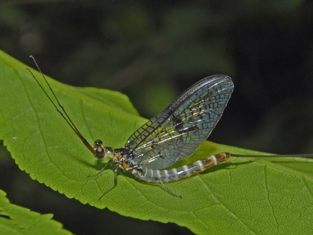 Ephemera danica genovese appena sfarfallata